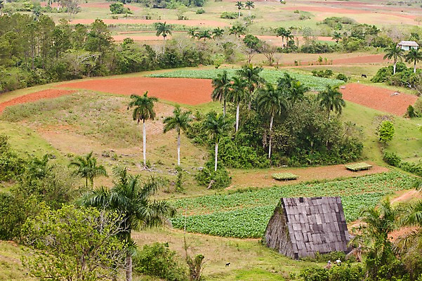 포토 JPG 주간 나무 식물 해외풍경 해외 밭 채소 자연 주택 풍경 사람없음 야외 초록색 야자수 남아메리카 쿠바 아바나 움막 국내포토 자연요소 컬러 농업 아메리카 건물 중앙아메리카 생태계 파일형식