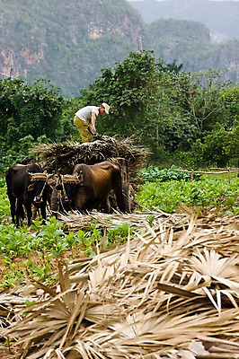 포토 JPG 주간 나무 식물 동물 해외풍경 해외 남자 밭 농업 산 담배 한명 사람 풍경 성인 야외 농작물 농장 소 남아메리카 농부 쿠바 아바나 남자만 남자한명만 성인남자만 성인만 국내포토 자연요소 직업 1 산업 포유류 아메리카 중앙아메리카 파일형식