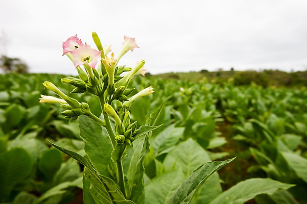 포토 JPG 주간 식물 해외풍경 해외 꽃 백그라운드 잎 밭 풍경 사람없음 야외 아웃포커스 초록색 농장 남아메리카 꽃봉오리 쿠바 담뱃잎 아바나 국내포토 자연요소 컬러 농업 촬영기법 아메리카 중앙아메리카 파일형식