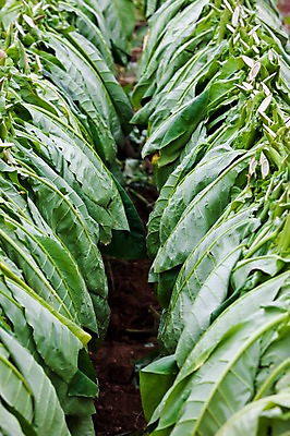 포토 JPG 주간 식물 해외풍경 해외 백그라운드 잎 밭 건조 풍경 사람없음 야외 초록색 농장 남아메리카 쿠바 담뱃잎 아바나 엮은 국내포토 자연요소 컬러 농업 아메리카 중앙아메리카 파일형식