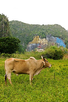 포토 JPG 주간 나무 식물 동물 한마리 해외풍경 해외 포유류 산 풍경 초원 사람없음 야외 페인트칠 소 남아메리카 돌산 묶기 그림 쿠바 아바나 국내포토 자연요소 1 모션 페인팅 아메리카 중앙아메리카 파일형식
