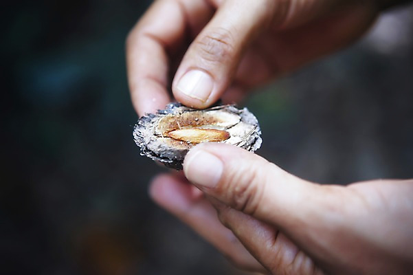 포토 JPG 주간 식물 해외 손 열매 백그라운드 들기 야외 아웃포커스 신체부위 양손 인도양 세이셸 국내포토 자연요소 바다 모션 아프리카 촬영기법 사람 파일형식