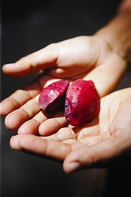 포토 JPG 주간 식물 해외 손 열매 백그라운드 손바닥 들기 야외 아웃포커스 신체부위 양손 인도양 세이셸 국내포토 자연요소 바다 모션 아프리카 촬영기법 사람 파일형식