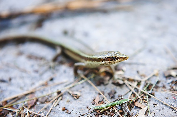 포토 JPG 주간 동물 한마리 해외풍경 해외 야생동물 백그라운드 파충류 풍경 근접촬영 사람없음 야외 아웃포커스 나뭇가지 숲 도마뱀 세이셸 국내포토 자연요소 나무 1 뷰포인트 아프리카 촬영기법 파일형식