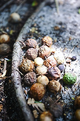 포토 JPG 주간 나무 식물 해외 열매 백그라운드 건조 사람없음 야외 아웃포커스 나뭇가지 주름 떨어짐 숲 뿌리 세이셸 국내포토 자연요소 컨셉 아프리카 촬영기법 파일형식