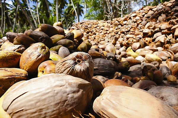 포토 JPG 주간 나무 식물 해외풍경 해외 열매 다수 백그라운드 과일 풍경 사람없음 야외 농작물 야자수 갈색 쌓기 여러개 껍질 코코넛 세이셸 국내포토 자연요소 컬러 농업 모션 아프리카 파일형식