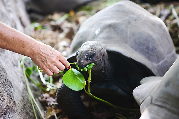 포토 JPG 주간 식물 한마리 해외풍경 해외 손 백그라운드 야외 아웃포커스 신체부위 돌_바위 바위 풀 거북이 먹이 인도양 세이셸 바다거북 국내포토 자연요소 1 바다 파충류 아프리카 촬영기법 사람 풍경 파일형식