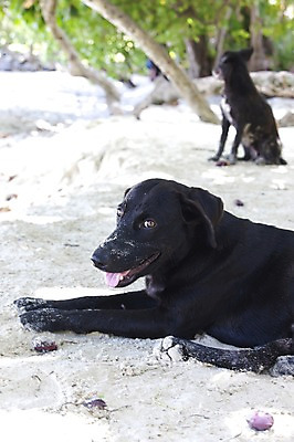 포토 JPG 주간 나무 동물 해외풍경 해외 엎드리기 두마리 휴식 풍경 해변 사람없음 야외 아웃포커스 모래사장 개 그늘 인도양 세이셸 국내포토 자연요소 식물 바다 컨셉 2 포유류 모션 아프리카 촬영기법 파일형식