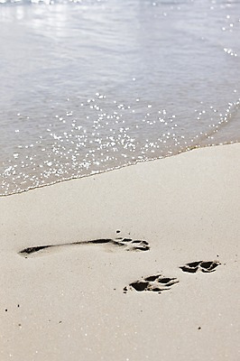 포토 JPG 주간 해외풍경 해외 바다 백그라운드 풍경 해변 사람없음 야외 모래사장 발자국 인도양 세이셸 개발자국 국내포토 자연요소 자국 아프리카 파일형식