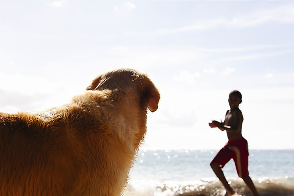 포토 JPG 주간 동물 한마리 해외풍경 해외 어린이 바다 백그라운드 한명 사람 풍경 해변 야외 아웃포커스 개 인도양 세이셸 어린이만 국내포토 자연요소 1 포유류 아프리카 촬영기법 파일형식