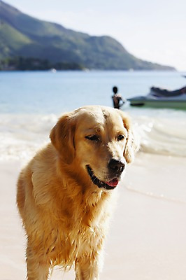 포토 JPG 주간 동물 한마리 해외풍경 해외 바다 백그라운드 사람 풍경 해변 야외 아웃포커스 개 인도양 세이셸 국내포토 자연요소 1 포유류 아프리카 촬영기법 파일형식