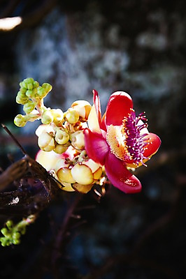 포토 JPG 주간 식물 해외 꽃 백그라운드 근접촬영 사람없음 야외 아웃포커스 들꽃 나뭇가지 오픈 꽃봉오리 세이셸 꽃수술 만개 국내포토 자연요소 나무 뷰포인트 아프리카 촬영기법 파일형식