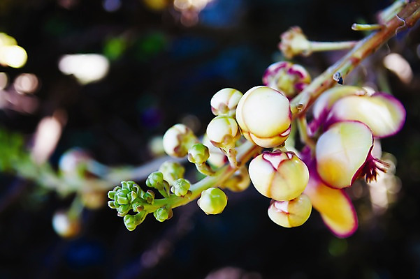 포토 JPG 주간 식물 해외 꽃 백그라운드 근접촬영 사람없음 야외 아웃포커스 들꽃 나뭇가지 오픈 꽃봉오리 세이셸 국내포토 자연요소 나무 뷰포인트 아프리카 촬영기법 파일형식