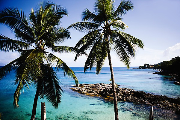 포토 JPG 주간 나무 식물 해외풍경 해외 바다 백그라운드 자연 풍경 해변 사람없음 야외 야자수 돌_바위 바위 휴양지 인도양 세이셸 국내포토 자연요소 아프리카 장소 생태계 파일형식