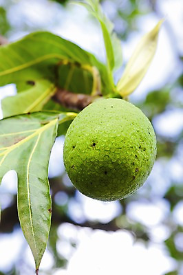 포토 JPG 주간 식물 해외 열매 로우앵글 백그라운드 잎 과일 사람없음 야외 아웃포커스 초록색 신선 오픈 세이셸 국내포토 자연요소 뷰포인트 컬러 아프리카 촬영기법 파일형식