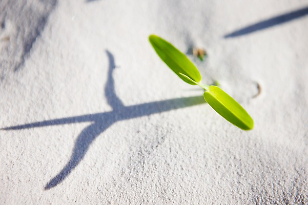 포토 JPG 주간 식물 해외풍경 해외 모래 배경화면 백그라운드 잎 그림자 풍경 사람없음 야외 아웃포커스 하이앵글 모래사장 인도양 세이셸 국내포토 자연요소 바다 뷰포인트 아프리카 촬영기법 파일형식