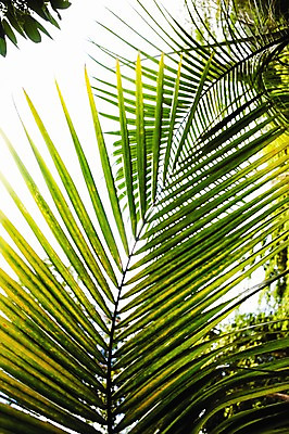 포토 JPG 주간 식물 해외 로우앵글 백그라운드 잎 사람없음 야외 초록색 숲 세이셸 야자수잎 국내포토 자연요소 뷰포인트 컬러 아프리카 파일형식