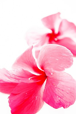 포토 JPG 식물 해외 꽃 백그라운드 사람없음 야외 아웃포커스 빨간색 들꽃 세이셸 국내포토 컬러 아프리카 촬영기법 파일형식