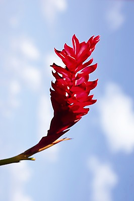 포토 JPG 주간 식물 해외 꽃 로우앵글 백그라운드 사람없음 야외 아웃포커스 빨간색 들꽃 세이셸 국내포토 자연요소 뷰포인트 컬러 아프리카 촬영기법 파일형식