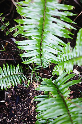포토 JPG 주간 식물 해외 백그라운드 잎 사람없음 야외 아웃포커스 하이앵글 흙 숲 세이셸 야생식물 국내포토 자연요소 뷰포인트 아프리카 촬영기법 파일형식