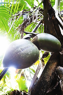 포토 JPG 주간 나무 식물 해외풍경 해외 열매 로우앵글 사람없음 야외 오픈 숲 세이셸 국내포토 자연요소 뷰포인트 아프리카 풍경 파일형식