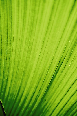 포토 JPG 식물 해외 백그라운드 잎 사람없음 야외 초록색 세이셸 야생식물 국내포토 컬러 아프리카 파일형식