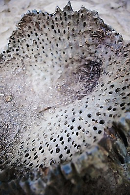 포토 JPG 주간 식물 해외풍경 해외 백그라운드 풍경 사람없음 야외 하이앵글 숲 세이셸 야생식물 국내포토 자연요소 뷰포인트 아프리카 파일형식