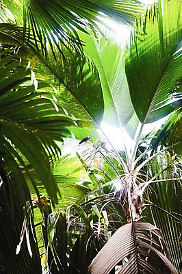 포토 JPG 주간 나무 식물 동물 해외풍경 해외 로우앵글 백그라운드 조류 사람없음 야외 숲 세이셸 야생식물 국내포토 자연요소 뷰포인트 아프리카 풍경 파일형식