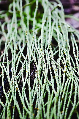 포토 JPG 주간 식물 해외 줄기 다수 백그라운드 사람없음 야외 아웃포커스 하이앵글 여러개 세이셸 야생식물 국내포토 자연요소 뷰포인트 아프리카 촬영기법 파일형식