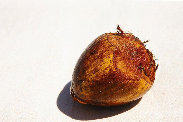 포토 JPG 주간 식물 해외 열매 음식 백그라운드 과일 근접촬영 사람없음 야외 아웃포커스 한개 코코넛 세이셸 국내포토 자연요소 1 뷰포인트 아프리카 촬영기법 파일형식