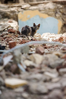 포토 JPG 주간 동물 한마리 해외풍경 해외 중동 이집트 풍경 사람없음 야외 아웃포커스 고양이 폐허 아스완 동물라이프 반려 무너짐 국내포토 자연요소 1 라이프스타일 나라 포유류 모션 아프리카 촬영기법 반려동물 파일형식