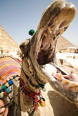 포토 JPG 주간 동물 해외풍경 해외 건축물 건축 외국문화 백그라운드 유적 중동 이집트 입벌림 풍경 사람없음 야외 피라미드 낙타 아스완 국내포토 자연요소 전통 나라 문화 포유류 아프리카 표정 랜드마크 파일형식