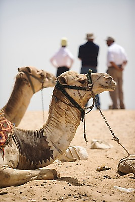 포토 JPG 주간 전신 동물 해외풍경 해외 교통수단 외국문화 백그라운드 중동 이집트 서기 사람 풍경 근접촬영 야외 아웃포커스 세명 낙타 아스완 국내포토 자연요소 나라 문화 뷰포인트 교통 포유류 모션 아프리카 촬영기법 파일형식