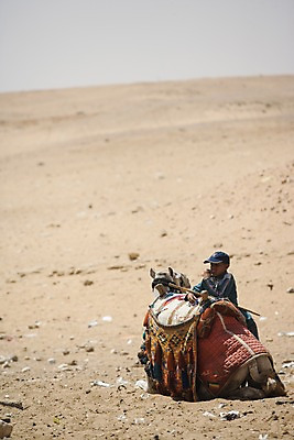 포토 JPG 주간 동물 해외풍경 해외 건축 어린이 모래 교통수단 외국문화 백그라운드 유적 중동 이집트 한명 사람 풍경 소년 야외 사막 낙타 아스완 남자만 남자한명만 어린이만 소년만 소년한명만 국내포토 자연요소 1 전통 남자 나라 문화 교통 포유류 아프리카 파일형식