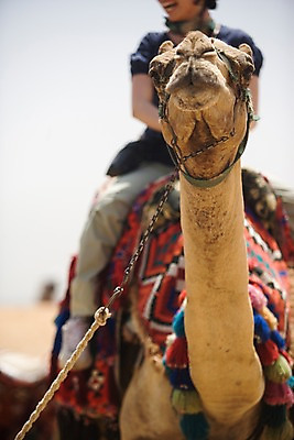 포토 JPG 주간 동물 해외풍경 해외 건축물 건축 교통수단 외국문화 백그라운드 유적 중동 이집트 한명 사람 풍경 근접촬영 야외 아웃포커스 낙타 아스완 국내포토 자연요소 1 전통 나라 문화 뷰포인트 교통 포유류 아프리카 촬영기법 파일형식