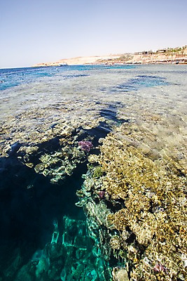 포토 JPG 주간 나무 식물 해외풍경 해외 바다 백그라운드 중동 이집트 풍경 해변 사람없음 야외 바닷속 돌_바위 바위 아스완 수중사진 국내포토 자연요소 나라 아프리카 수중 파일형식