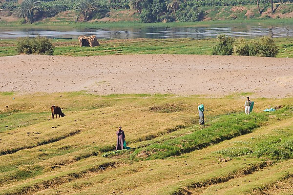 포토 JPG 주간 동물 해외풍경 해외 밭 중동 이집트 사람 풍경 초원 성인 야외 세명 농작물 강 농촌 시골 말_동물 룩소르 성인만 국내포토 자연요소 나라 농업 포유류 아프리카 파일형식