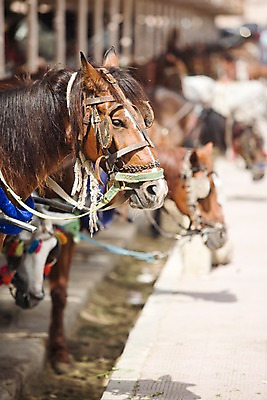 포토 JPG 주간 동물 해외 여러마리 중동 이집트 사람없음 야외 아웃포커스 농장 말_동물 룩소르 국내포토 자연요소 나라 다수 농업 포유류 아프리카 촬영기법 파일형식