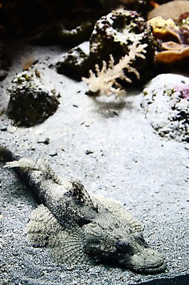 포토 JPG 동물 해외 어류 사람없음 아웃포커스 수중동물 돌_바위 오세아니아 산호 수족관 뉴칼레도니아 아쿠아리움 누메아 국내포토 나라 촬영기법 자포동물 파일형식