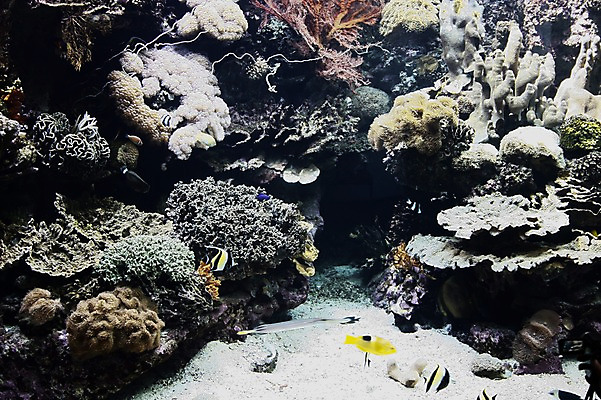 포토 JPG 동물 해외 어류 사람없음 아웃포커스 수중 수중동물 줄무늬 오세아니아 산호 산호초 수족관 뉴칼레도니아 아쿠아리움 깃대돔 누메아 무리시아이돌 수중사진 국내포토 나라 무늬 촬영기법 수중식물 자포동물 파일형식