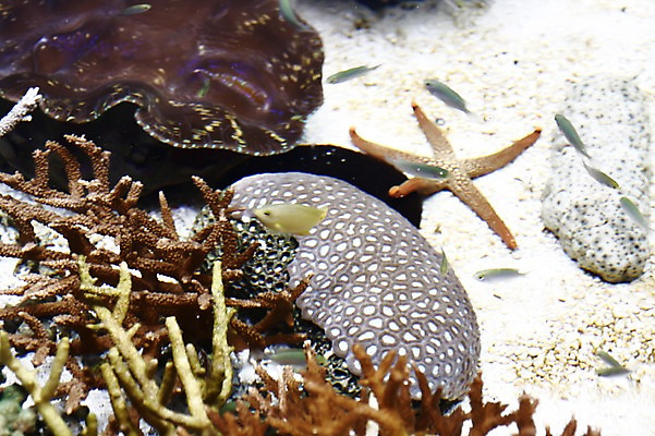 포토 JPG 동물 해외 불가사리 극피동물 어류 사람없음 수중 수중동물 오세아니아 산호 자포동물 수족관 뉴칼레도니아 아쿠아리움 수중사진 국내포토 나라 파일형식