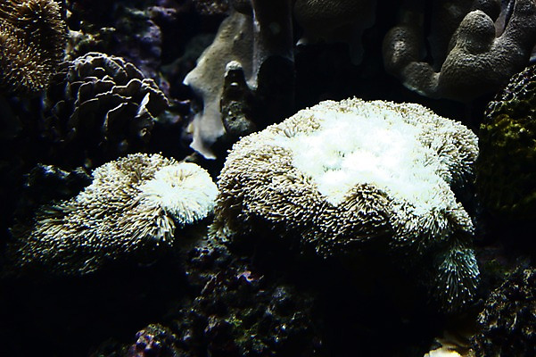 포토 JPG 동물 해외 사람없음 아웃포커스 수중 오세아니아 산호 자포동물 산호초 수족관 뉴칼레도니아 아쿠아리움 누메아 수중사진 국내포토 나라 촬영기법 수중동물 수중식물 파일형식