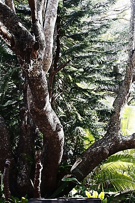 포토 JPG 주간 나무 식물 해외풍경 해외 백그라운드 자연 풍경 사람없음 야외 조각상 오세아니아 숲 장승 뉴칼레도니아 국내포토 자연요소 나라 조형물 생태계 파일형식