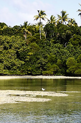 포토 JPG 주간 나무 식물 한마리 해외풍경 해외 바다 자연 갈매기 조류 풍경 사람없음 야외 반사 오세아니아 숲 뉴칼레도니아 국내포토 자연요소 동물 1 나라 생태계 파일형식