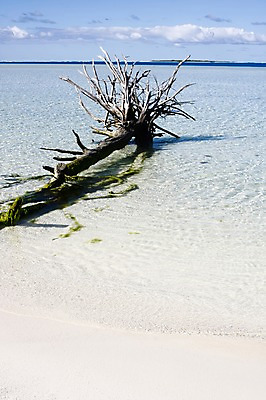 포토 JPG 주간 나무 식물 해외풍경 해외 바다 배경화면 백그라운드 자연 풍경 사람없음 야외 모래사장 오세아니아 휴양지 뉴칼레도니아 고목 나무뿌리 국내포토 자연요소 나라 장소 생태계 뿌리 파일형식