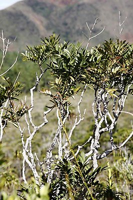 포토 JPG 주간 나무 식물 해외풍경 해외 백그라운드 잎 자연 풍경 사람없음 야외 나뭇가지 오세아니아 뉴칼레도니아 블루리버파크 국내포토 자연요소 나라 생태계 파일형식