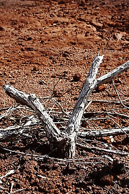 포토 JPG 주간 나무 해외풍경 해외 백그라운드 자연 풍경 사람없음 야외 흙 죽음 오세아니아 뉴칼레도니아 국내포토 자연요소 식물 나라 생태계 파일형식
