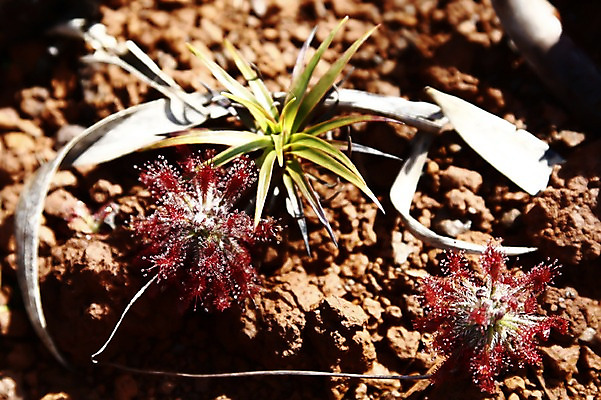 포토 JPG 주간 식물 해외 백그라운드 자연 사람없음 야외 아웃포커스 하이앵글 흙 오세아니아 뉴칼레도니아 희귀식물 국내포토 자연요소 나라 뷰포인트 촬영기법 생태계 파일형식