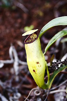 포토 JPG 주간 식물 해외 백그라운드 잎 자연 사람없음 야외 아웃포커스 뚜껑 오세아니아 주머니 뉴칼레도니아 식충식물 국내포토 자연요소 나라 촬영기법 생태계 파일형식