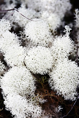 포토 JPG 식물 해외 백그라운드 자연 사람없음 야외 아웃포커스 하이앵글 흰색 오세아니아 뉴칼레도니아 블루리버파크 희귀식물 국내포토 나라 뷰포인트 컬러 촬영기법 생태계 파일형식